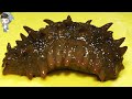 KOREAN STREET FOOD SEA CUCUMBER SASHIMI KOREA SEAFOOD MARKET 해삼 회 포항 송도 활어회센터 201216