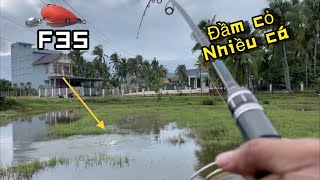 Câu lure cá lóc ở đầm cỏ ngập nước cá táp liên tục mồi lure f35, snakehead fishing lure