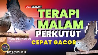 🔴 Live Terapi Segala Jenis Burung Perkutut