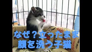 なぜ？立ったまま顔を洗う子猫