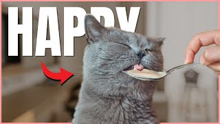 10 Things That Make Cats Happy ❤️ (According to Science)