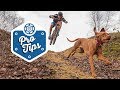 Download How To Train A Trail Dog - Featuring Tom & Ruby In Mp4 3Gp Full HD Video
