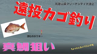 #143【カゴ釣り】マリーナシティで遠投カゴ釣り　真鯛狙い