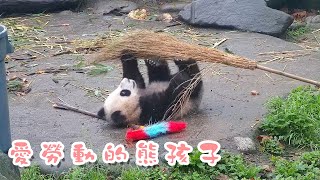 《熊貓早晚安》愛勞動的熊孩子 | iPanda熊貓頻道