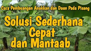 Cara Pembuangan Anakkan dan Daun Agar Pertumbuhan Cepat