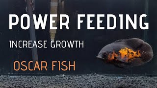How to make Oscar fish grow FAST - Power Feeding