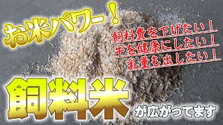 【お米パワー！】飼料米が広がっています！【DNW289】