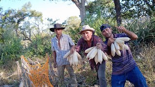 nos fuimos ayudarle en la tapisca de la milpa a  don chungo