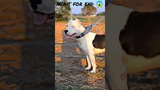 Big pitbull dog #shorts #youtubeshorts #short #animals