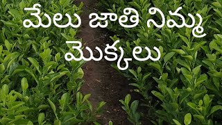 మేలు జాతి నిమ్మ మొక్కలు నర్సరీ #lemon #citrus #farming #agriculture #shorts #msagriculture