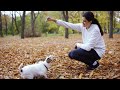 soothing music for dogs to calm down relax u0026 sleep dog music therapy calming aid for relaxation