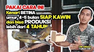 KUPAS TUNTAS KENARI BETINA | Cara Memilih, Merawat dan Memperpanjang Masa Produksi | Ala Om Angga