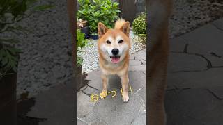 【柴犬・太郞】太郞くん。。はっきりしすぎ！！😀笑