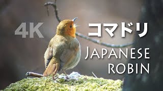 野鳥撮影・ 野鳥動画・コマドリのさえずり・バイノーラル録音・BGV・4K