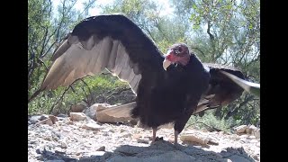 Vulture Eats Roadkill Rattlesnake, Gets Attacked