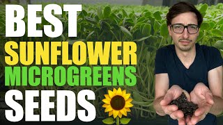 BEST Sunflower Microgreens SEEDS (High Germination, No mold, High Yields)