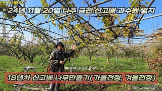 18년차 신고배 나무만들기(가을전정, 겨울전정) - 24년 11월 20일 나주 금천 신고배 과수원 일지 p2411