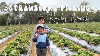 Rocky Creek Strawberry Farm | TracyLiciouz