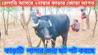 রোলাডি আসর কাঁপাতে কাড়াটি ছটপট করছে। Roladih kara lorai । kara larai 2022 । Kada ladai Roladih ।