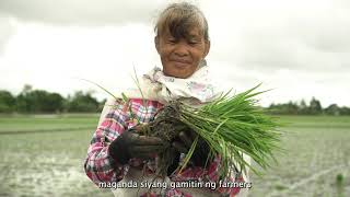 Jackpot 102 Hybrid Rice Testimonials - Oriental Mindoro