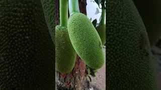 Jackfruit#beautiful#song