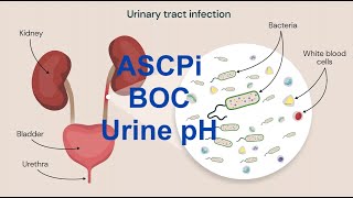 Urinalysis, pH lecture Bangla for MLT-MLS, ASCPi Exam