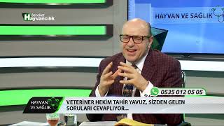 Hayvan Ve Sağlık - Doğum ve Buzağı Bakımı