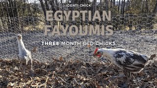 Egyptian Fayoumis: 3-Month-Old Chickens + Hawk Attack!!