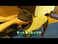 むぎさん天才かもしれない　保護犬フレンチブルドッグ　むぎの家