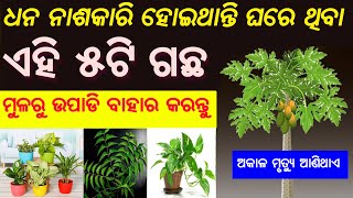 Which trees are bad for House ? ଘରେ ଏହି ଗଛ ଥିଲେ ଆଜି ହିଁ ବାହାର କରନ୍ତୁ