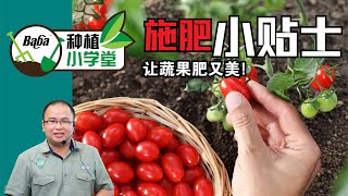 【Baba种植小学堂】蔬菜瓜果在不一样的时期需要不同的肥分?！了解蔬菜瓜果需要的肥料使用方法，距离开花结果越来越靠近！| 蔬果施肥的方法