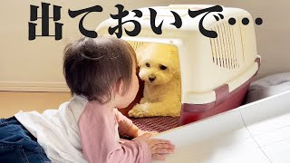 とある理由でハウスから出てこなくなった兄犬と説得し続ける妹が可愛すぎた…【マルプー×1歳】