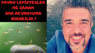 Lepistes Yavruları Akvaryuma Ne Zaman Alınır. Yavrular Akvaryuma Nasıl Alıştırılır!?! [KESİN BİLGİ]