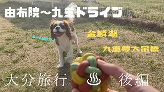 【大分旅行Vlog後編】由布院〜九重まで愛犬とドライブ🚗旅【キャバリア】