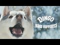 Dingo® | Raw Happiness | Snow