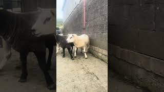 When Loading The Rams Doesn't Go To Plan 🤣