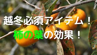 越冬に柿の葉は必須！？柿の葉の効果、半端なかったです…　#12