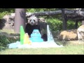 【お誕生日】パンダの優浜☆４歳のバースデーパーティ♪【おめでとう！】　giant panda yuhin ☆happy 4th birthday party♪