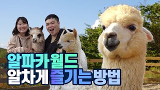 알파카 월드 솔직한 리뷰! | 강원도 홍천여행 | 서울근교 나들이