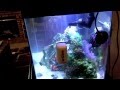 How to setup a 10 Gallon Nano Reef Tank, Sump install, protein skimmer running