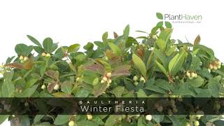 PlantHaven 360 Video - Gaultheria Winter Fiesta