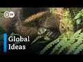 Rwanda – Golden monkeys under threat | Global Ideas