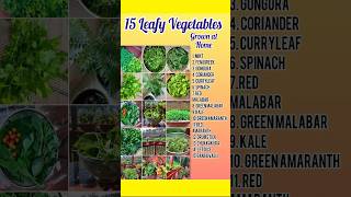 15 Organic Leafy Vegetables grown at home in America🥬 #organic #leafyvegetables  #usa #shorts #usa