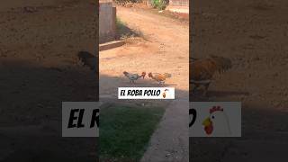 EL Roba POLLOS 🐔  ESO LE Pasa por robar pollos, #viralvideo #dejatulike si te gusta #humor #Pollo