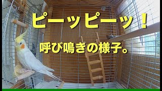 オカメインコの呼び鳴きの様子