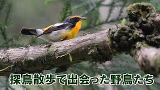 【探鳥散歩】埼玉県毛呂山町で出会った野鳥たち