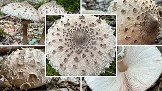 Riesenschirmlinge sammeln | Parasol, Riesenschirmpilz, Schnitzelpilz, Macrolepiota procera