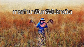 การทำนาอินทรีย์ปราณีตEp:1การตกกล้าวางรวง