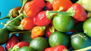 Harvesting kalamansi and chili in my rooftop garden l @ateNengvlog