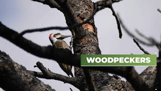 Identifying EAB in your neighborhood